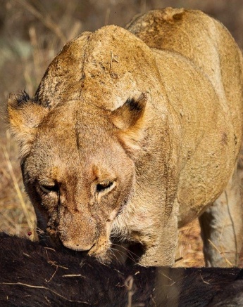 The Msuthlu Pride and Gijima males feeding on a buffalo kill, showing the cooperative hunting effort in the pride. The Msuthlu Pride and Gijima males feeding on a buffalo kill, showing the cooperative hunting effort in the pride.