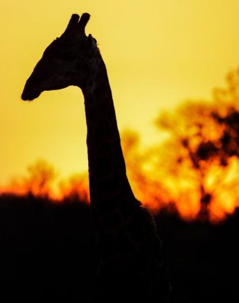 A giraffe feeding on the leaves of a tall tree in the open savanna of Sabi Sabi Private Game Reserve.
