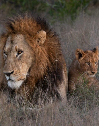 Gijima and cub rest in the grass together. 