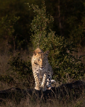 Keeping a safe distance from a herd of impala, Golonyi, a female leopard, will strike when there is a real opportunity. Keeping a safe distance from a herd of impala, Golonyi, a female leopard, will strike when there is a real opportunity.