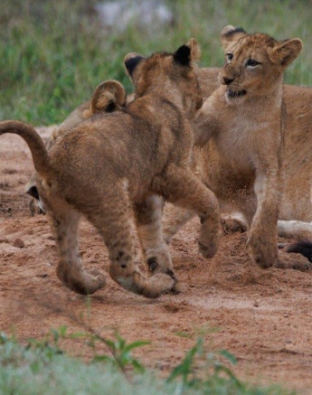 Two lion cubs play, learning very important skills as they do so. Two lion cubs play, learning very important skills as they do so.