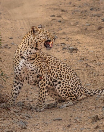 Side profile of Ntsumi, the leopard, displaying the characteristic 