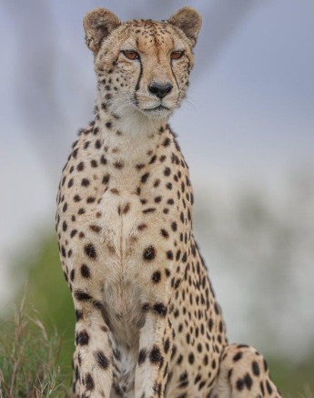 Sabi Sabi Ruan Mey Cheetah