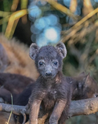 A hyena pup photographed at its den near Sabi Sabi.