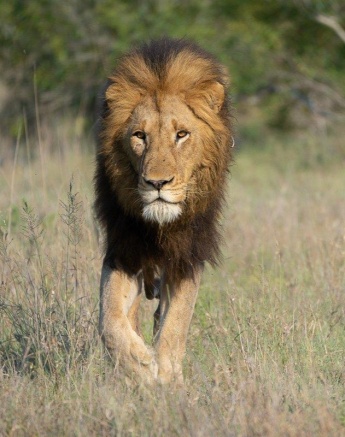 A Gijima male lion looks for the cool comfort of shade nearby. A Gijima male lion looks for the cool comfort of shade nearby.