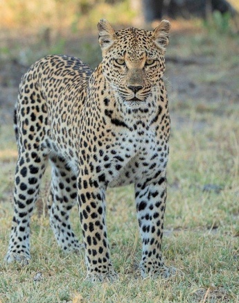 The older, experienced Ntsumi has done a great job at raising her two cubs.