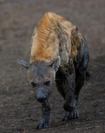 Sabi Sabi Ronald Mutero Hyena Waterhole Sabi Sabi Ronald Mutero Hyena Waterhole