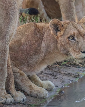 A member of the Southern Pride. 