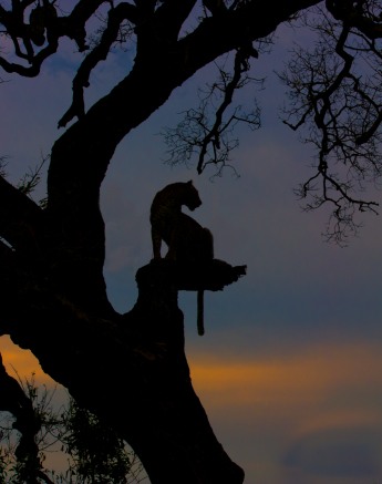 The silhouette of a leopard on a tree trunk