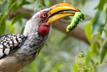 Birds  162 Birds  162