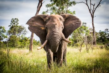 Elephant.  101 Elephant.  101