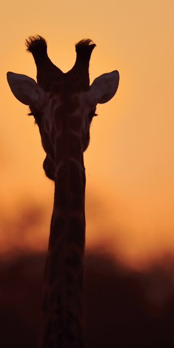 Giraffe's sunset allure, embraced by Sabi Sabi's Little Bush Camp guest.