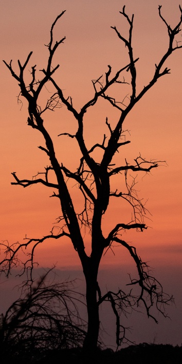 Magical sunsets at Sabi Sabi. Magical sunsets at Sabi Sabi.
