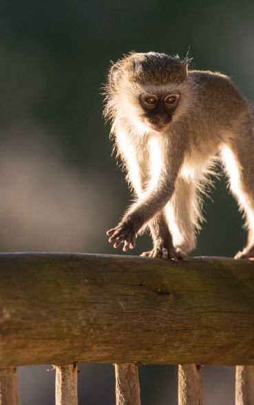 Vervet monkey walking on wooden structure. Vervet monkey walking on wooden structure.
