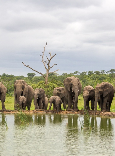 Thrillingly observe elephants at a water hole during a game drive.