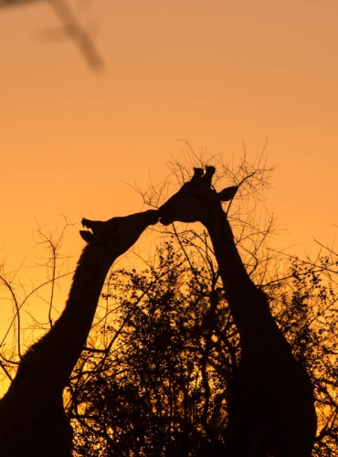 Gaze at giraffes' sunset silhouette at Sabi Sabi Private Game Reserve. Gaze at giraffes' sunset silhouette at Sabi Sabi Private Game Reserve.