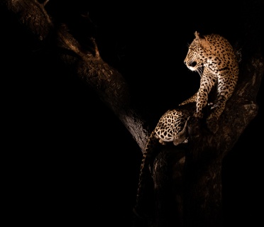 Leopard in a tree spotted by guests on a private Sabi Sabi night drive.
