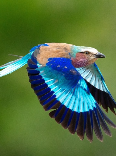 Marvel at the breathtaking beauty showcased by the wings of a roller bird.