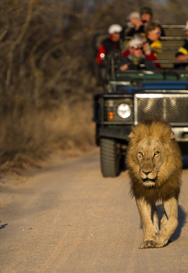 Sabi Sabi guests are treated to the exhilarating sight of a majestic male lion gracefully walking in front of their game drive vehicle.