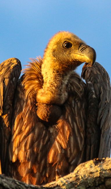 Birds  4