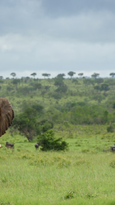 Guests spotted an elephant gracefully waving its trunk during a private game drive.