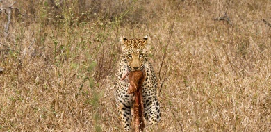 Sabi Sabi Jana Du Plessis Banner