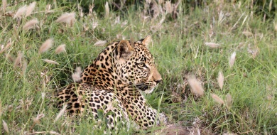 Sabi Sabi Jana Du Plessis Banner