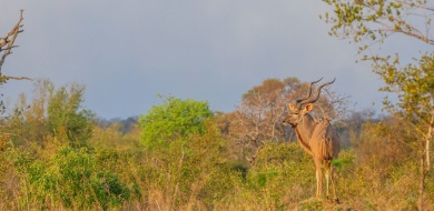 Sabi Sabi Ruan Mey Banner