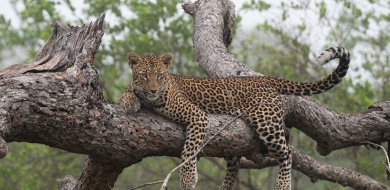 Sabi Sabi Viviane Ladner Banner