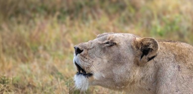 Sabi Sabi Ronald Mutero Banner 01
