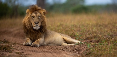 Sabi Sabi Josh Duffus Banner