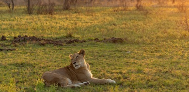 Sabi Sabi Benjamin Loon Banner