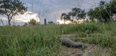 Sabi Sabi Ronald Mutero Banner 1570