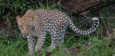 Tracking on Foot by Ruan Mey