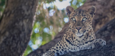 Golonyi leopard resting on a tree branch