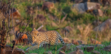 Sabi Sabi Ruan Mey Banner