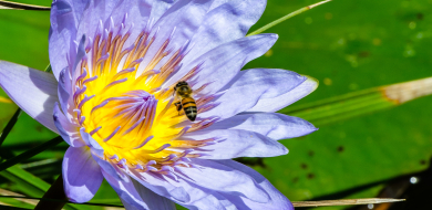 Water Lily And Bee