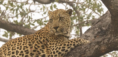 Sabi Sabi Jana Du Plessis Banner