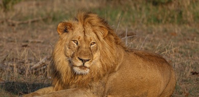 Sabi Sabi Ruan Mey Styx