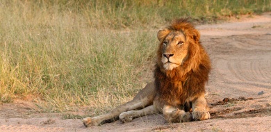 Sabi Sabi Jana Du Plessis Banner Vol 584