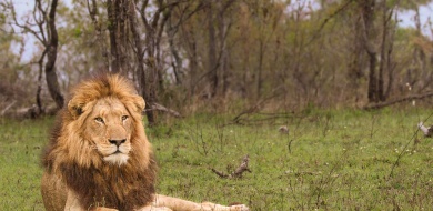 Sabi Sabi Jana Du Plessis Banner