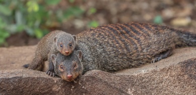 Sabi Sabi Ruan Mey Banner