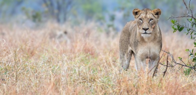 Sabi Sabi Ronald Mutero Banner 01