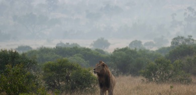 Sabi Sabi Ronald Mutero Banner
