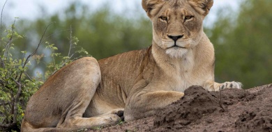 Sabi Sabi Ronald Mutero Banner