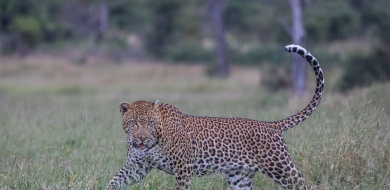 Sabi Sabi Ruan Mey Banner