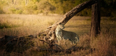 Sabi Sabi Jarrod Oflaherty Banner