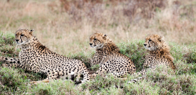 Ruan Mey Cheetahs 220523 1