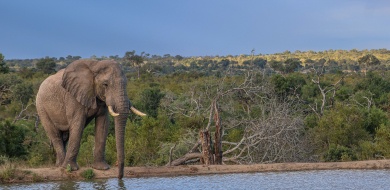 Relaxed elephant with gently flapping ears and loose trunk in natural habitat