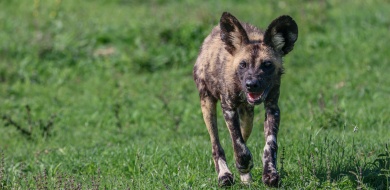 Sabi Sabi Ruan Mey Banner The African Dog